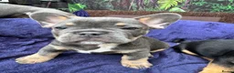 Mixed Breed dogs for sale: French bulldog x Yorkshire terrier - Advert 2
