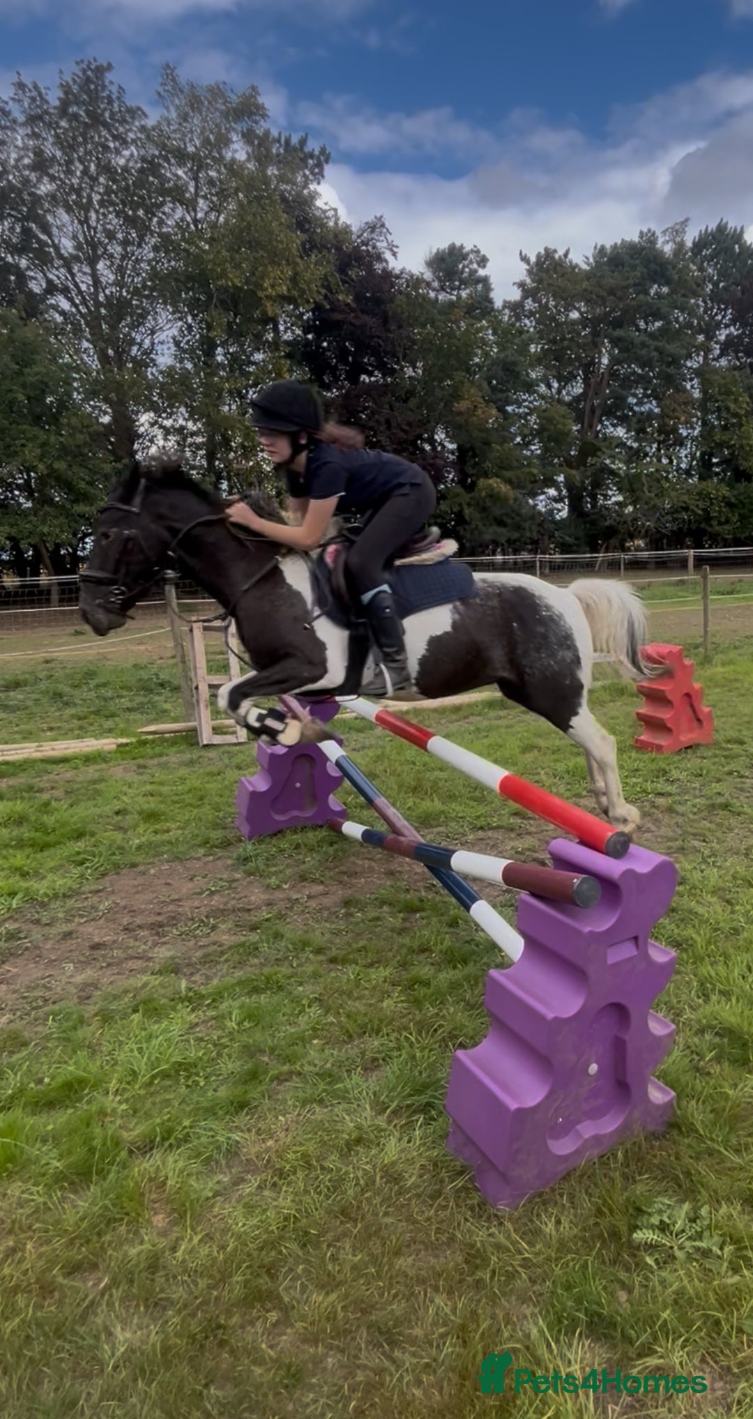 Irish Cob horses for sale: 13.1 fun loving all rounder  - Image 6