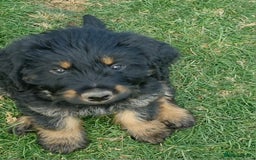 Mixed Breed dogs for sale: GORGEOUS ROTTLE PUPPIES - Image 6