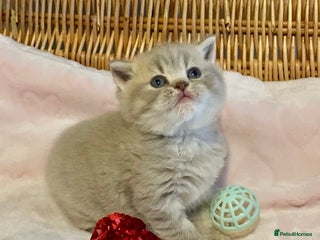 Scottish Fold cats 🧸😻CHAMPION LINE TICA ACTIVE SCOTTISH/BSH😻🧸 - Advert 3