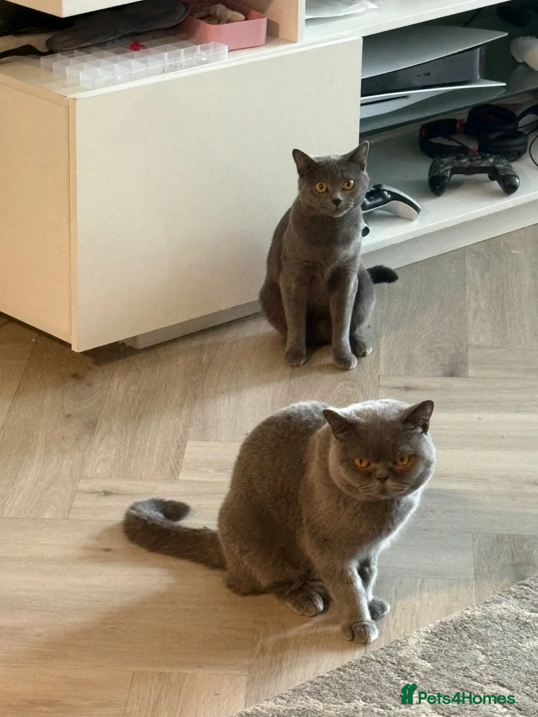 British Shorthair cats for sale: Free x2 British shorthair male/ female - Advert 1