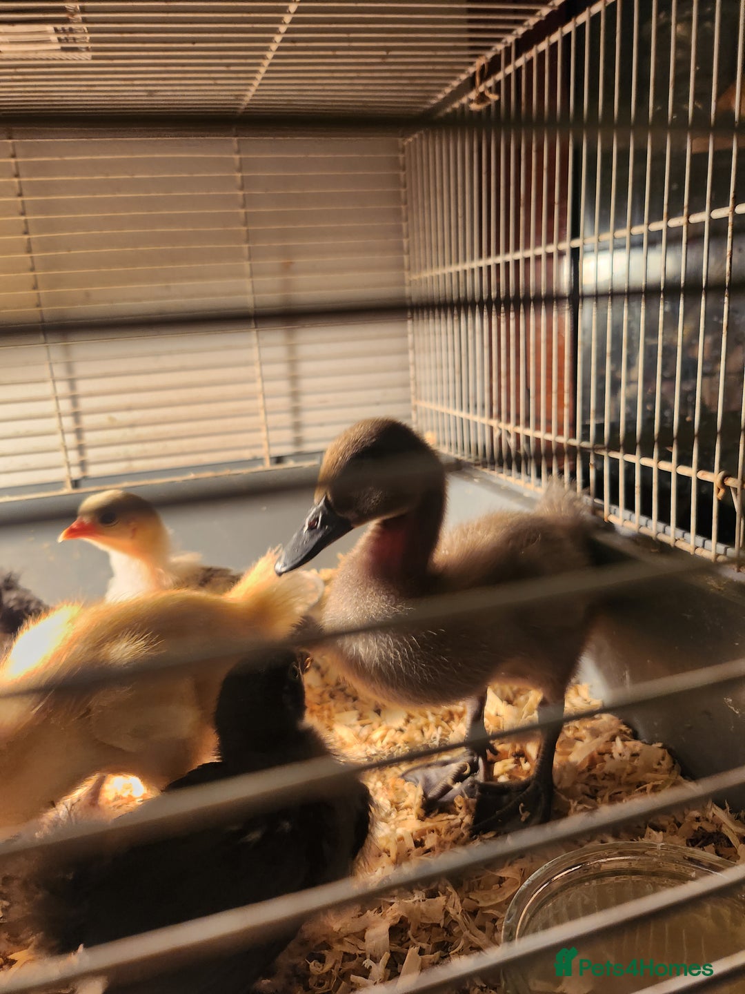 Chickens poultry for sale: Pekin chicks  - Image 4