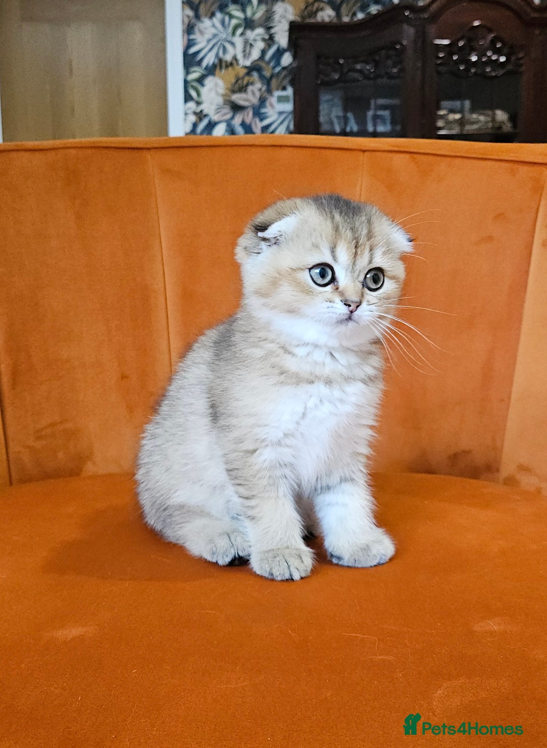Scottish Fold cats for sale: Excellent Scottish fold kittens  - Image 26