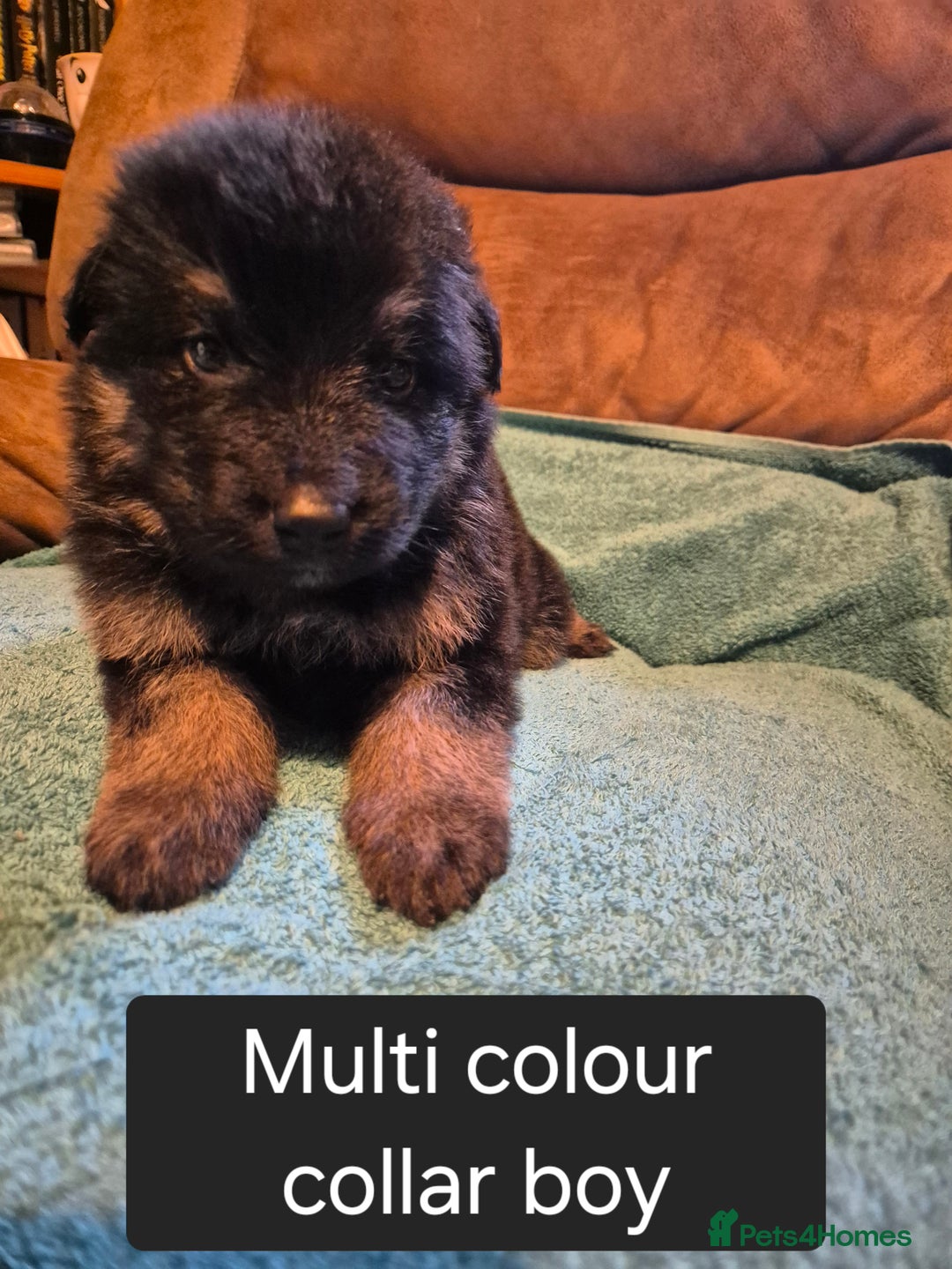 German Shepherd dogs for sale: KC German Shepherd Puppies Blue, White & Black/Tan - Image 33