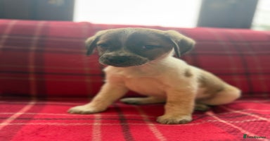 Mixed Breed dogs Beagle litter  - Advert 10