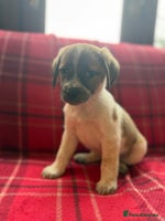 Mixed Breed dogs Beagle litter - Advert 2