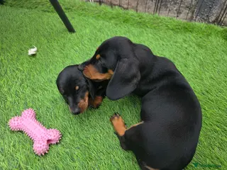 Miniature Dachshund dogs Miniature dachshund - Advert 15