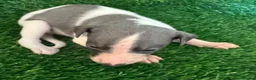 Whippet dogs for sale: ✨ EXCEPTIONAL PEDIGREE WHIPPETS  - Advert 24
