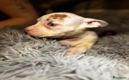 American Bully dogs for sale: perfect puppys - Image 35