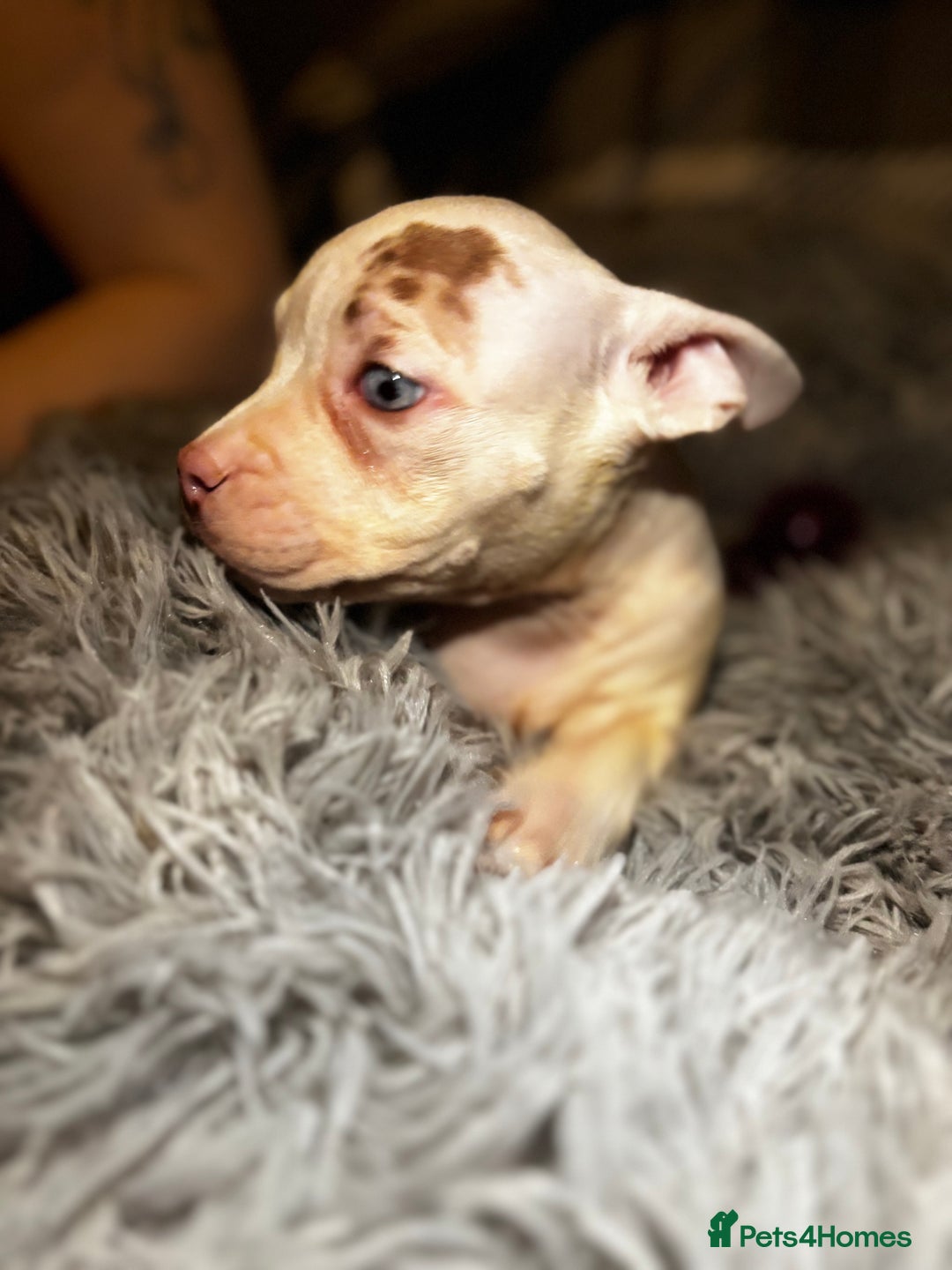 American Bully dogs for sale: perfect puppys - Image 35