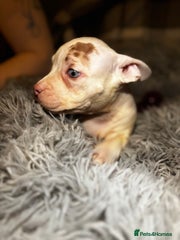 American Bully Puppy 6