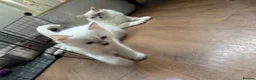 Ragdoll cats for sale: GCCF REG RAGDOLL KITTENS LILAC CHOC SEAL  - Advert 18
