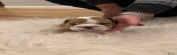 English Bulldog dogs for sale: Full Pedigree KC Registered English Bulldogs - Advert 12