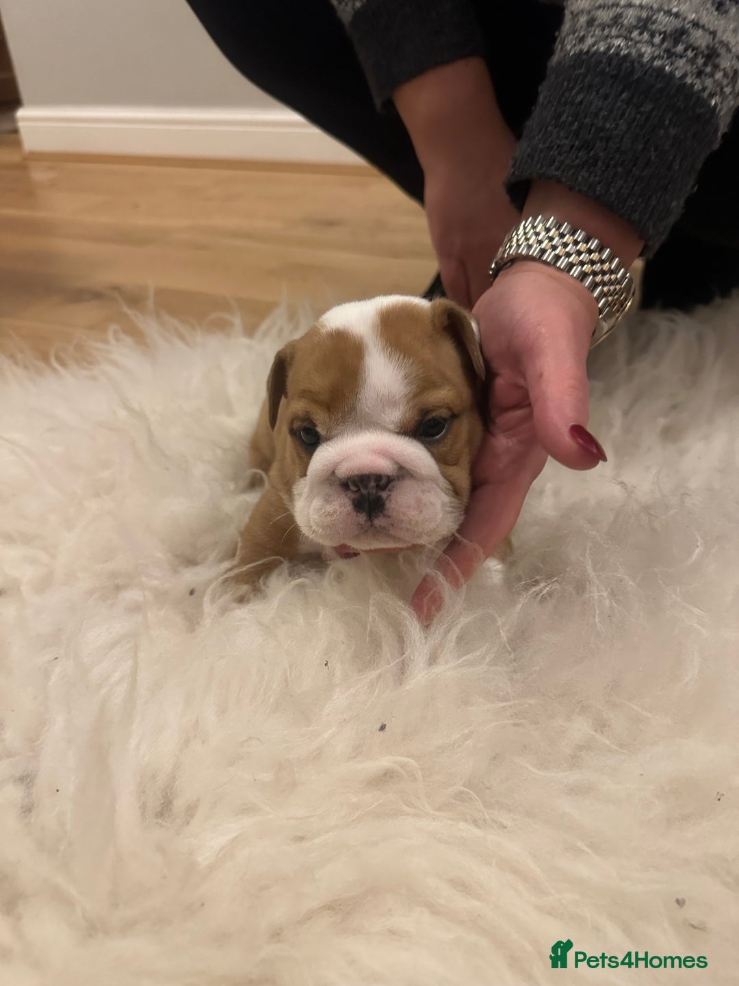 English Bulldog dogs for sale: Full Pedigree KC Registered English Bulldogs - Advert 12