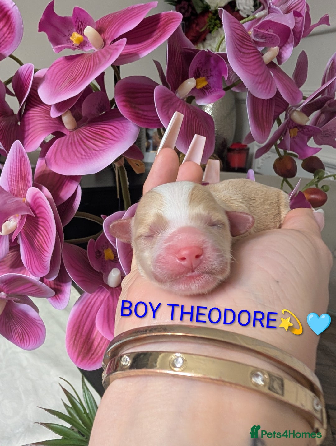 Maltipoo dogs for sale: 💫EXCEPTIONAL LUXURY F1 MALTIPOO PUPPIES🩷🩵🩷 - Advert 5