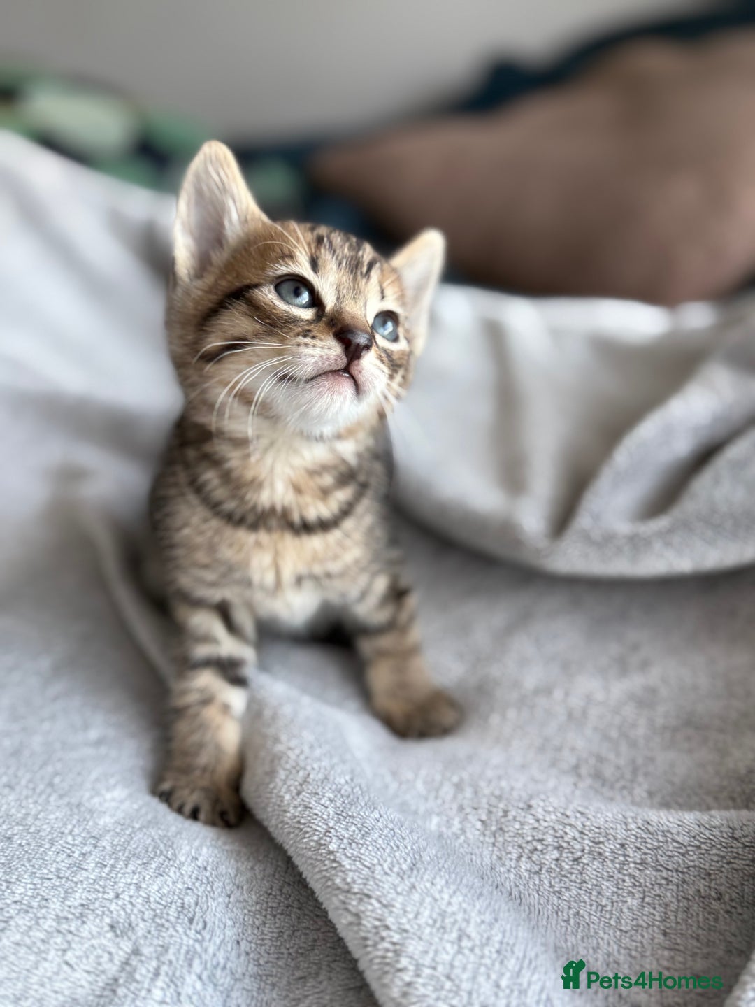 Mixed Breed cats for sale: Adorable Kittens Looking for Their Forever Homes ✨ - Image 8