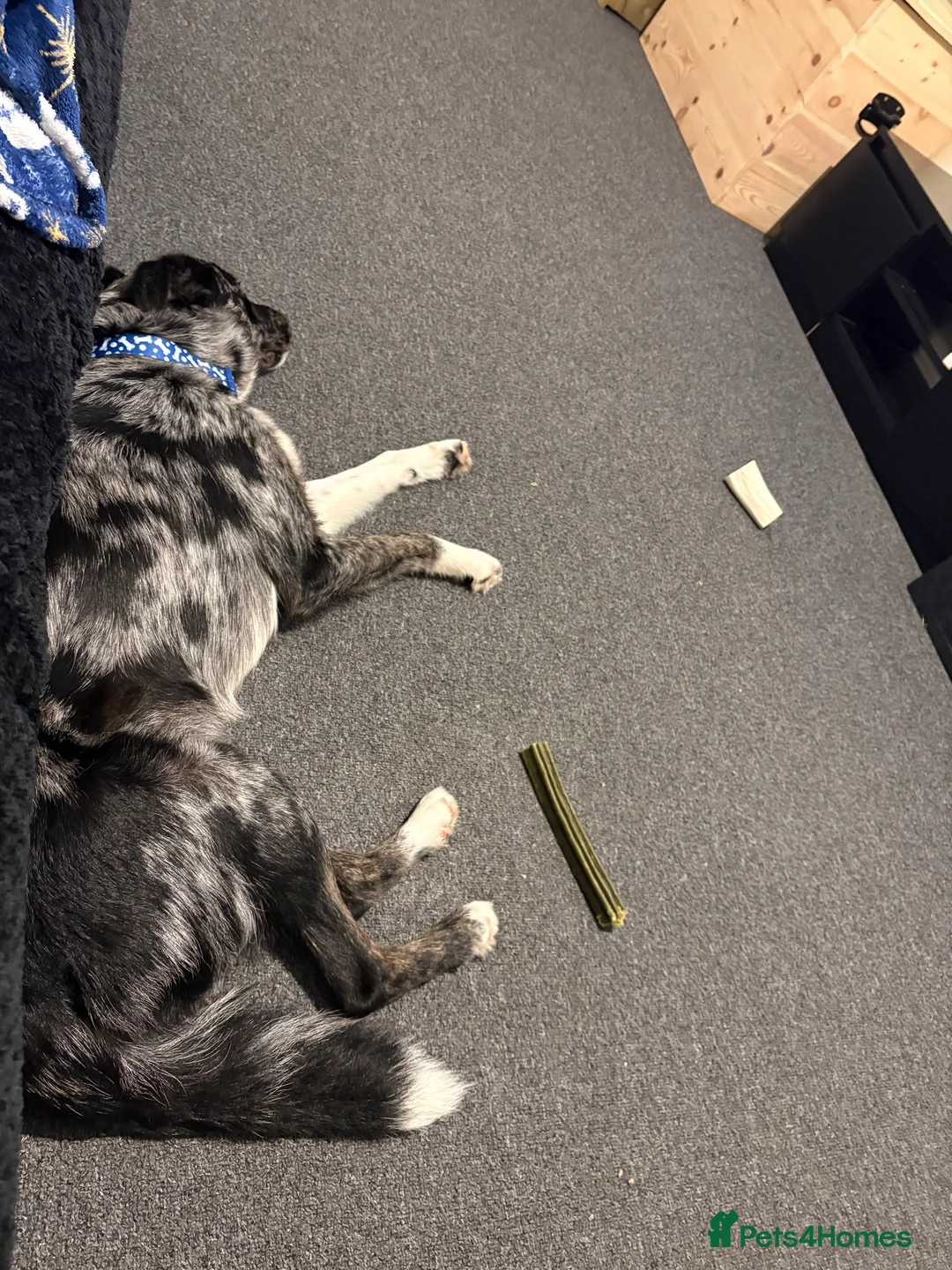 Mixed Breed dogs for sale: Reggie  - Advert 6