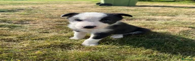 Border Collie 4