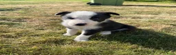 Border Collie dogs for sale: Farm Bred border collie pups  - Advert 9