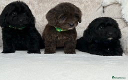 Cockapoo dogs for sale: 😍😍 F1 cockapoo puppies 😍😍 - Image 5