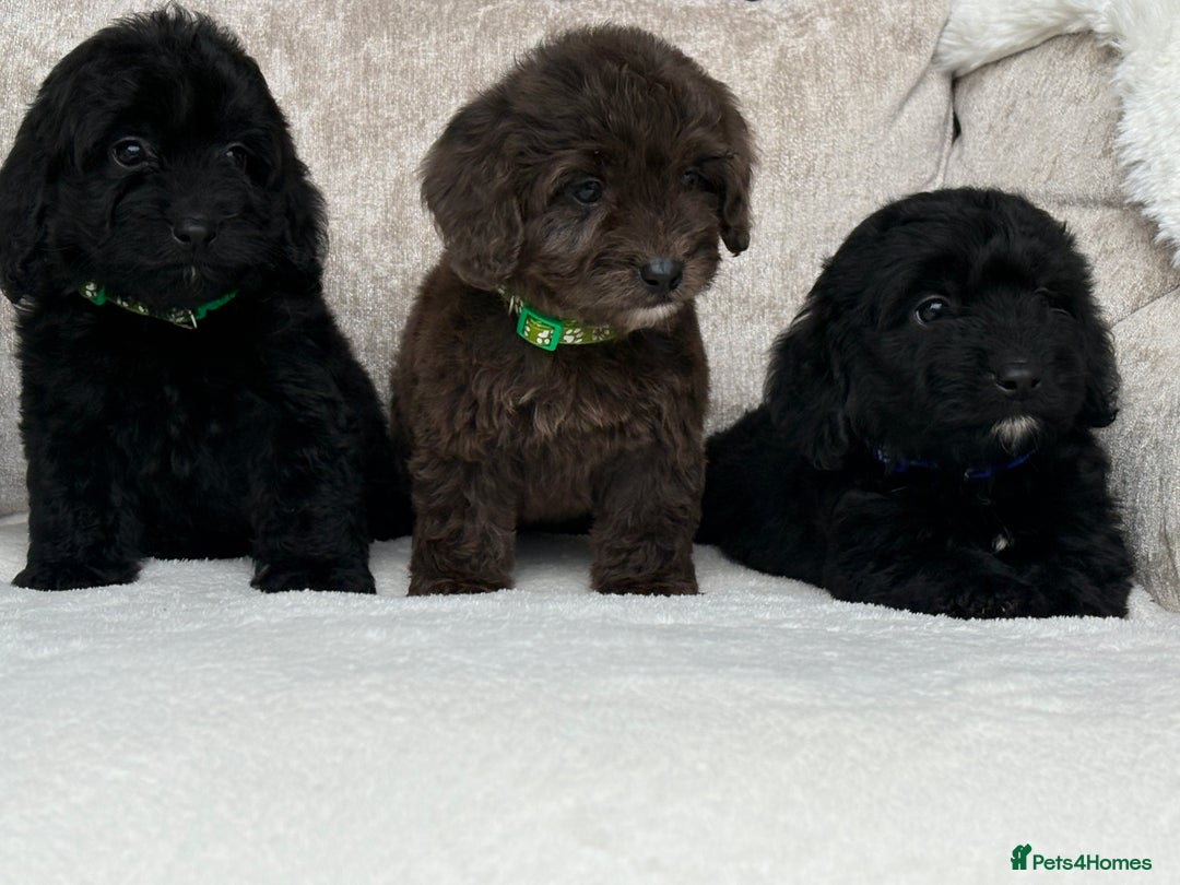 Cockapoo dogs for sale: 😍😍 F1 cockapoo puppies 😍😍 - Image 5