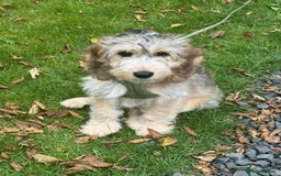 Cockapoo dogs for sale: F1 miniature cockerpoos  in Stoke-on-Trent - Image 18