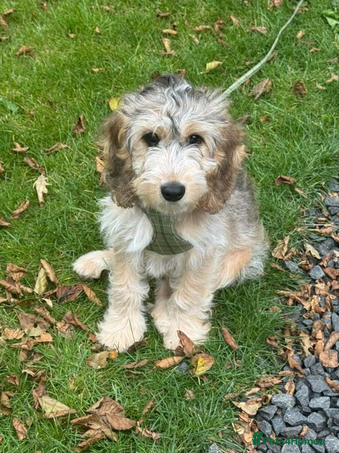 Cockapoo dogs for sale: F1 miniature cockerpoos  in Stoke-on-Trent - Image 18