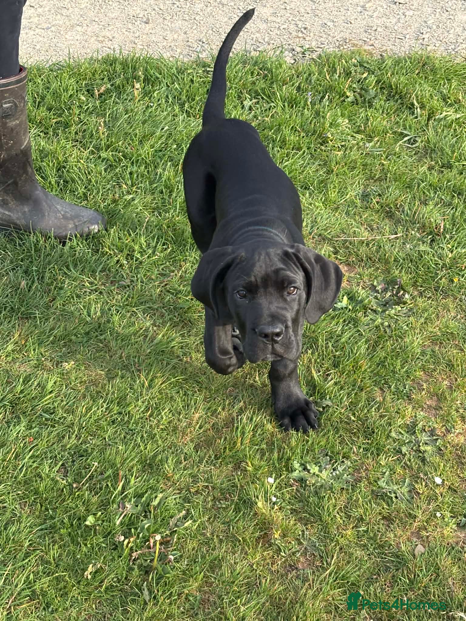 Mixed Breed dogs One beautiful big boy left - Advert 2
