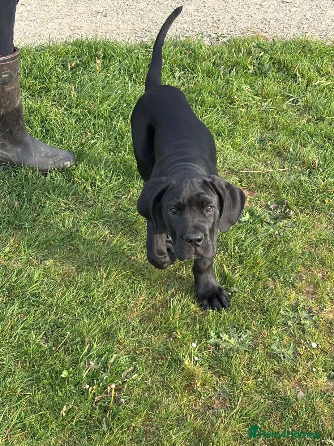 Mixed Breed dogs for sale: One beautiful big boy left in Yelverton - Advert 1