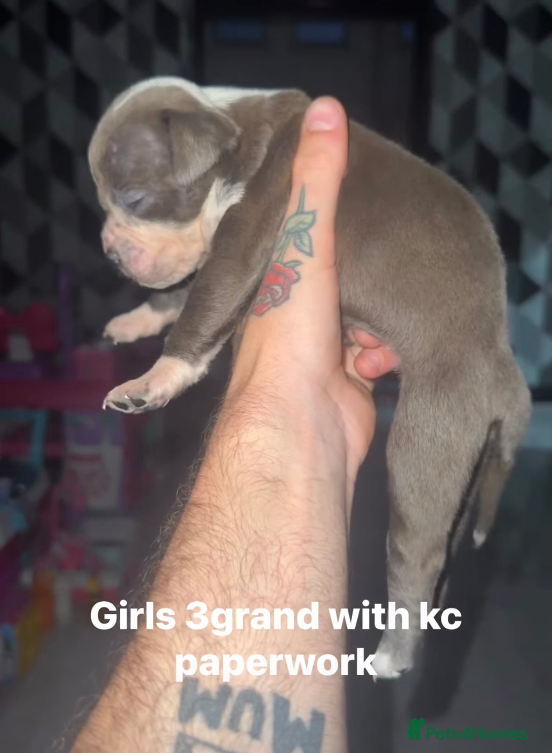 Mixed Breed dogs for sale: Beautiful 5 girls & 2 boys  - Image 3