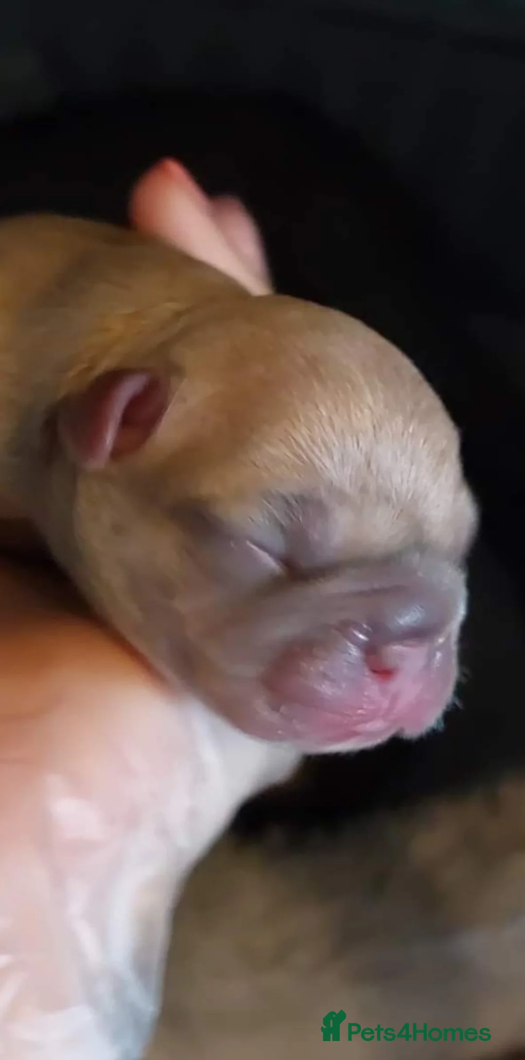 French Bulldog dogs for stud: KC TOP DRAW STUD Ramsgate  in Ramsgate - Advert 29