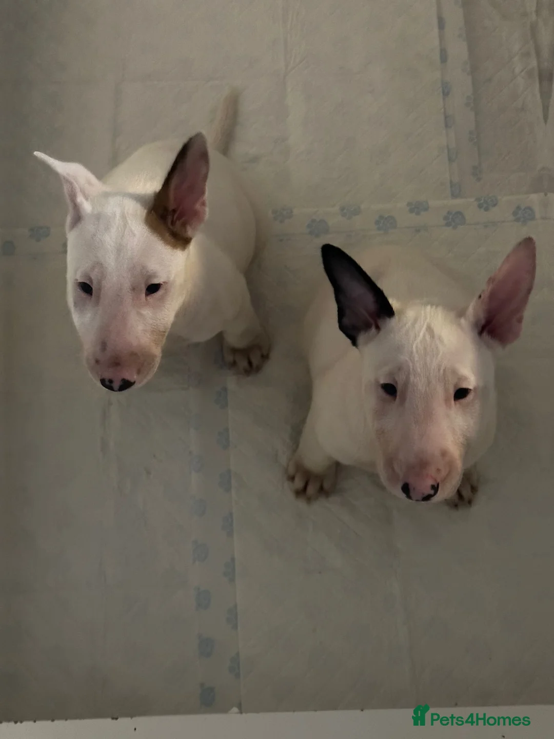 English Bull Terrier dogs for sale: English Bull terrier pups  - Advert 9