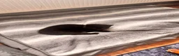 British Shorthair cats for sale: 2 kittens for sale in Lincoln - Advert 9