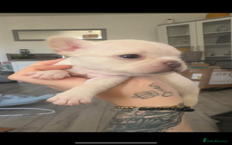 French Bulldog dogs for sale: Fluffy French bulldog puppies - Image 2