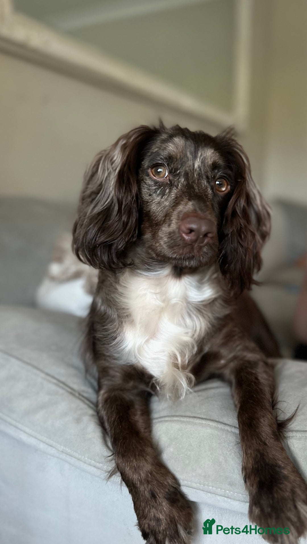 Cocker Spaniel dogs for sale: Female merle cocker spaniel  - Advert 8