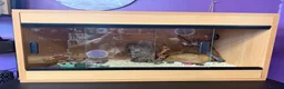 King Snake reptiles for sale: Mexican king snake  in Hartlepool - Advert 9