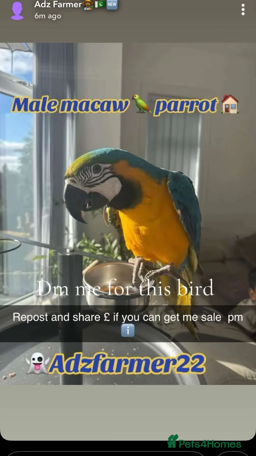Macaws birds for sale: Macaw in Bradford - Advert 1