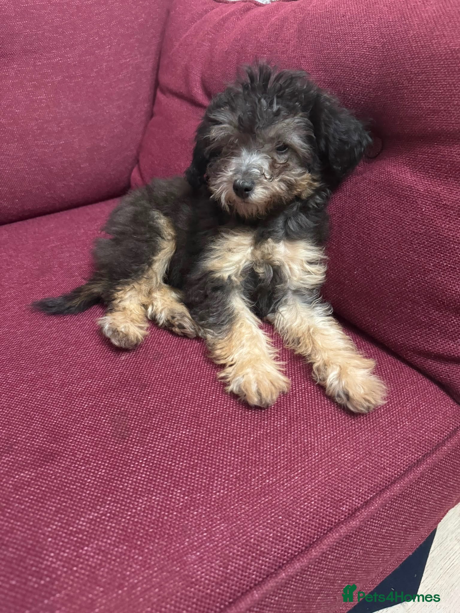 Chipoo dogs Last female silver phantom Toy Poodle Puppy - Advert 2