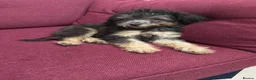 Chipoo dogs for sale: Last female silver phantom Toy Poodle Puppy - Advert 2