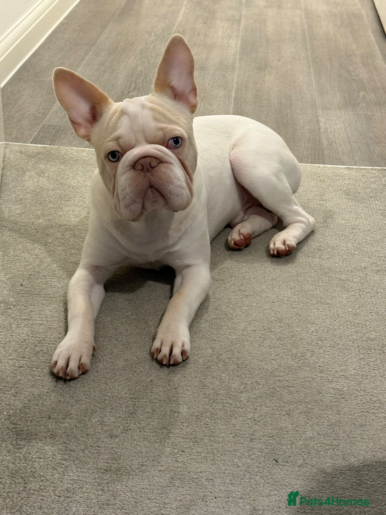 French Bulldog dogs Stanley  - Advert 15