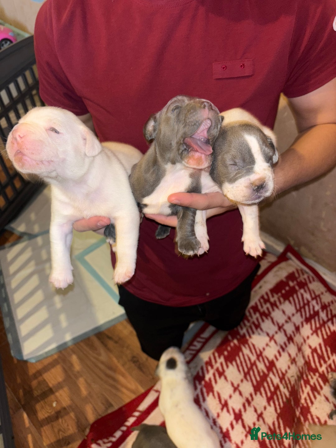 Mixed Breed dogs for sale: Staff cross Frenchie  - Image 2
