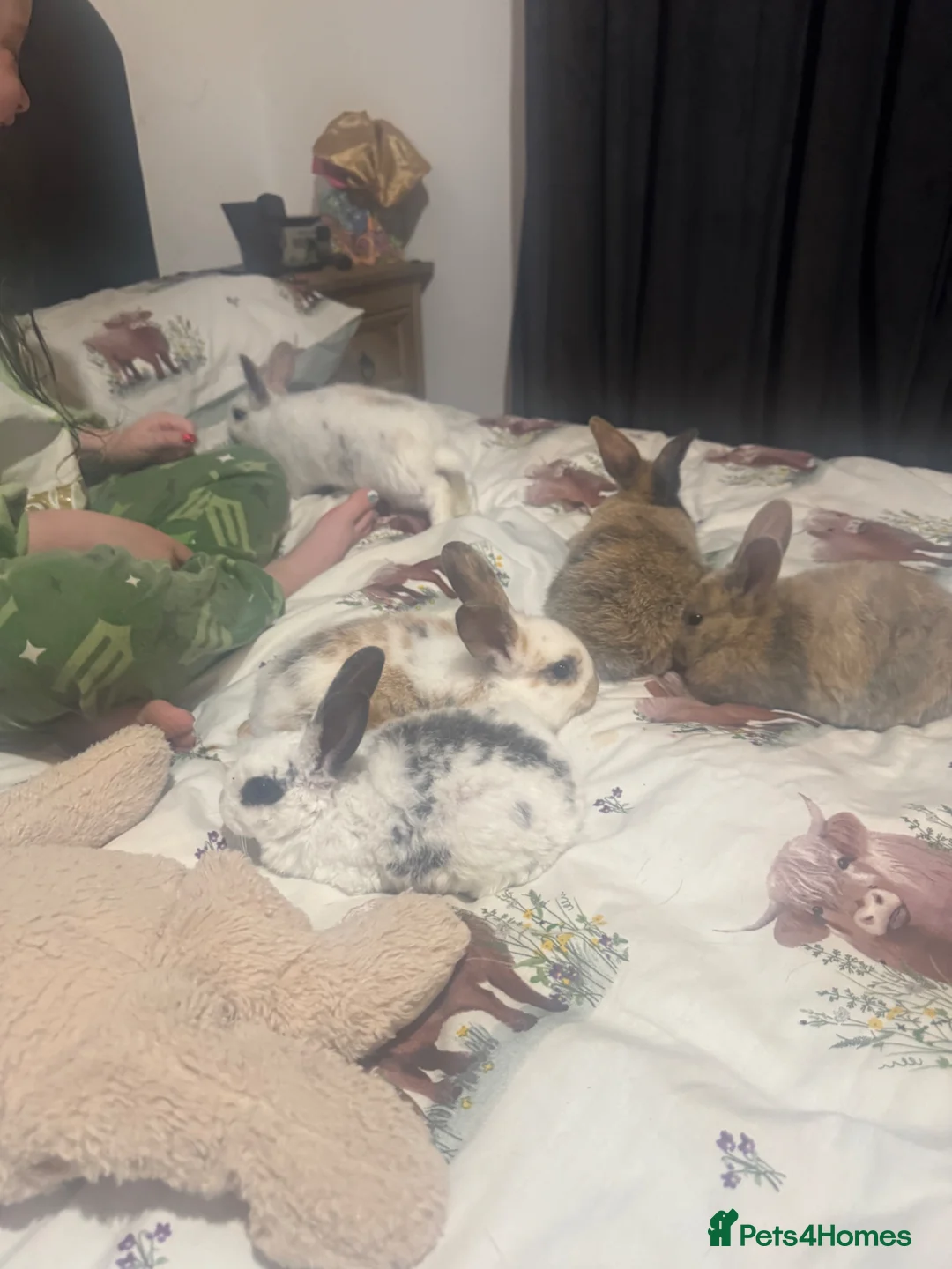 English Spot rabbits for sale: Bunnies  for sale  - Advert 2