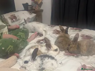 English Spot rabbits ** family bunnies for sale - Advert 11