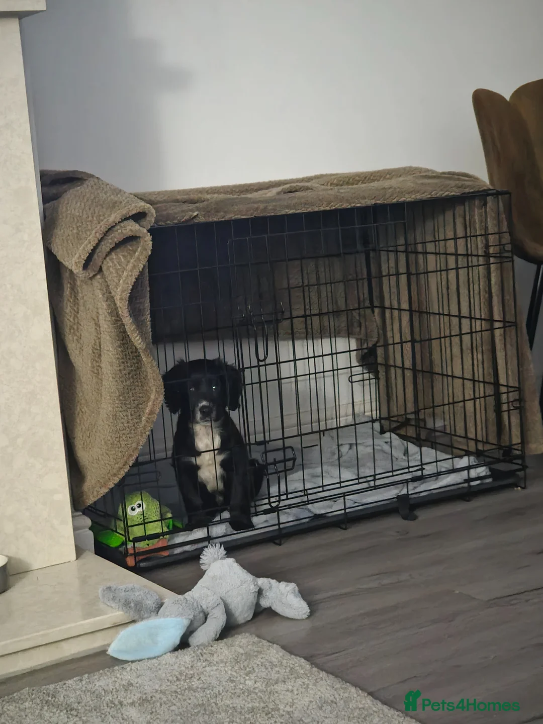 Mixed Breed dogs for sale: 11 week old Cocker spaniel  - Advert 11