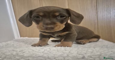 Miniature Dachshund dogs - Advert 11