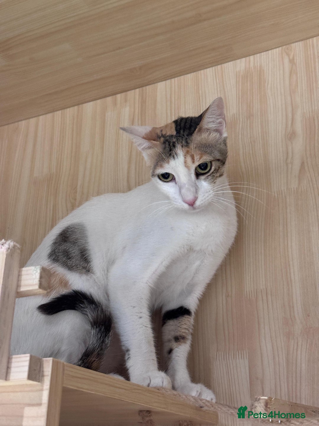 Mixed Breed cats for adoption: WE NEED AN EXPERIENCED THAT WANTS A REAL RESCUE - Image 3