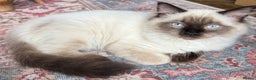Ragdoll cats for sale: Ragdoll Boy for Rehoming - Advert 1