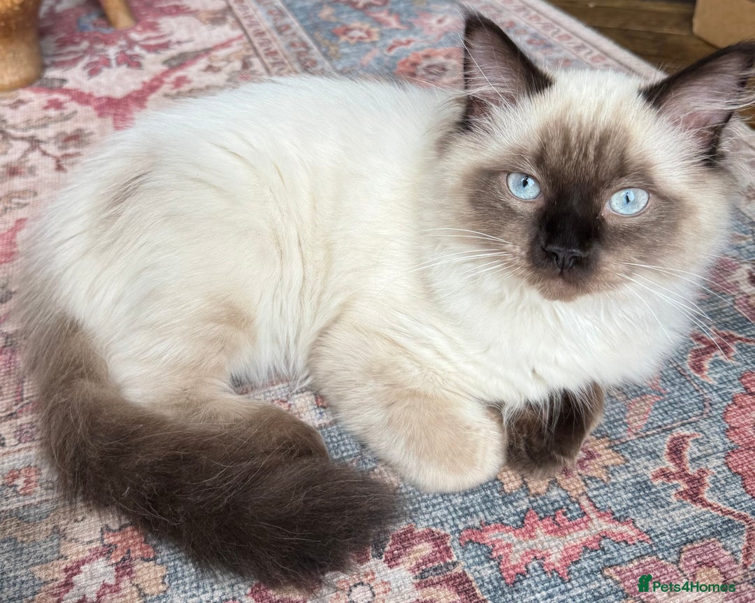 Ragdoll cats for sale: Ragdoll Boy for Rehoming - Advert 1