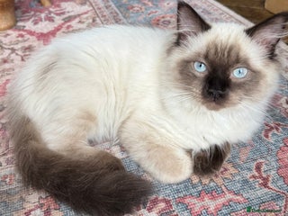 Ragdoll cats Ragdoll Boy for Rehoming - Advert 1