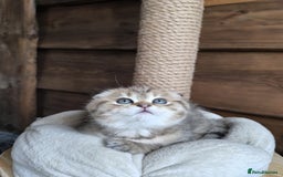 Scottish Fold cats for stud: Scottish straight gold male  - Image 14